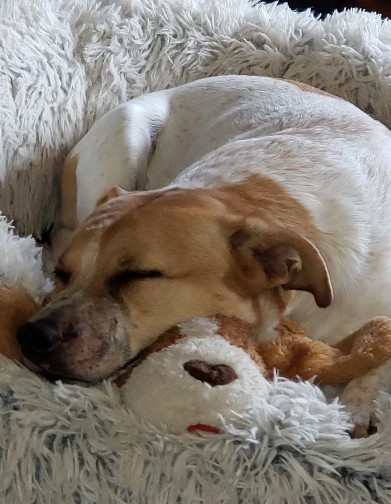 Westown Veterinary Clinic