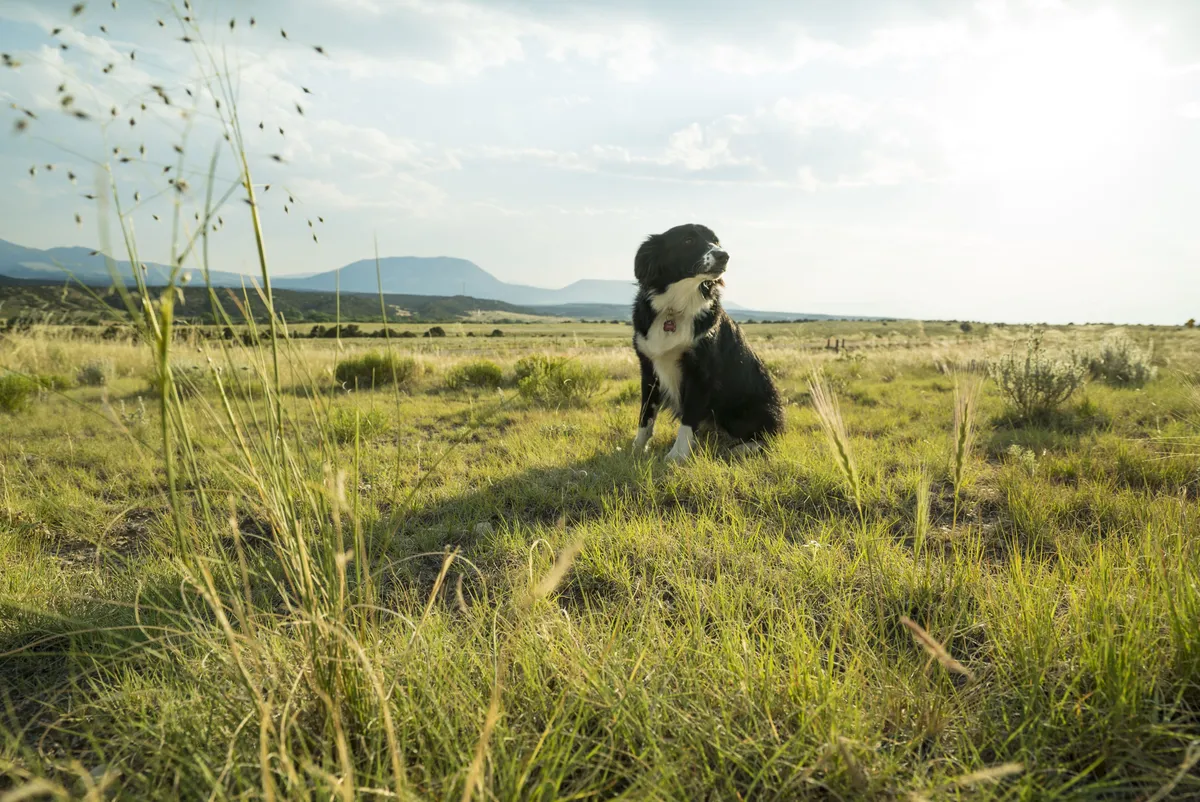Ruff Ranch Pet Boarding