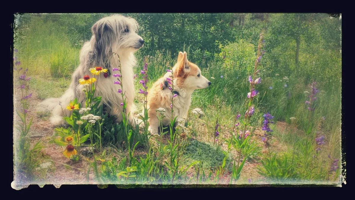 Canine Learning Center