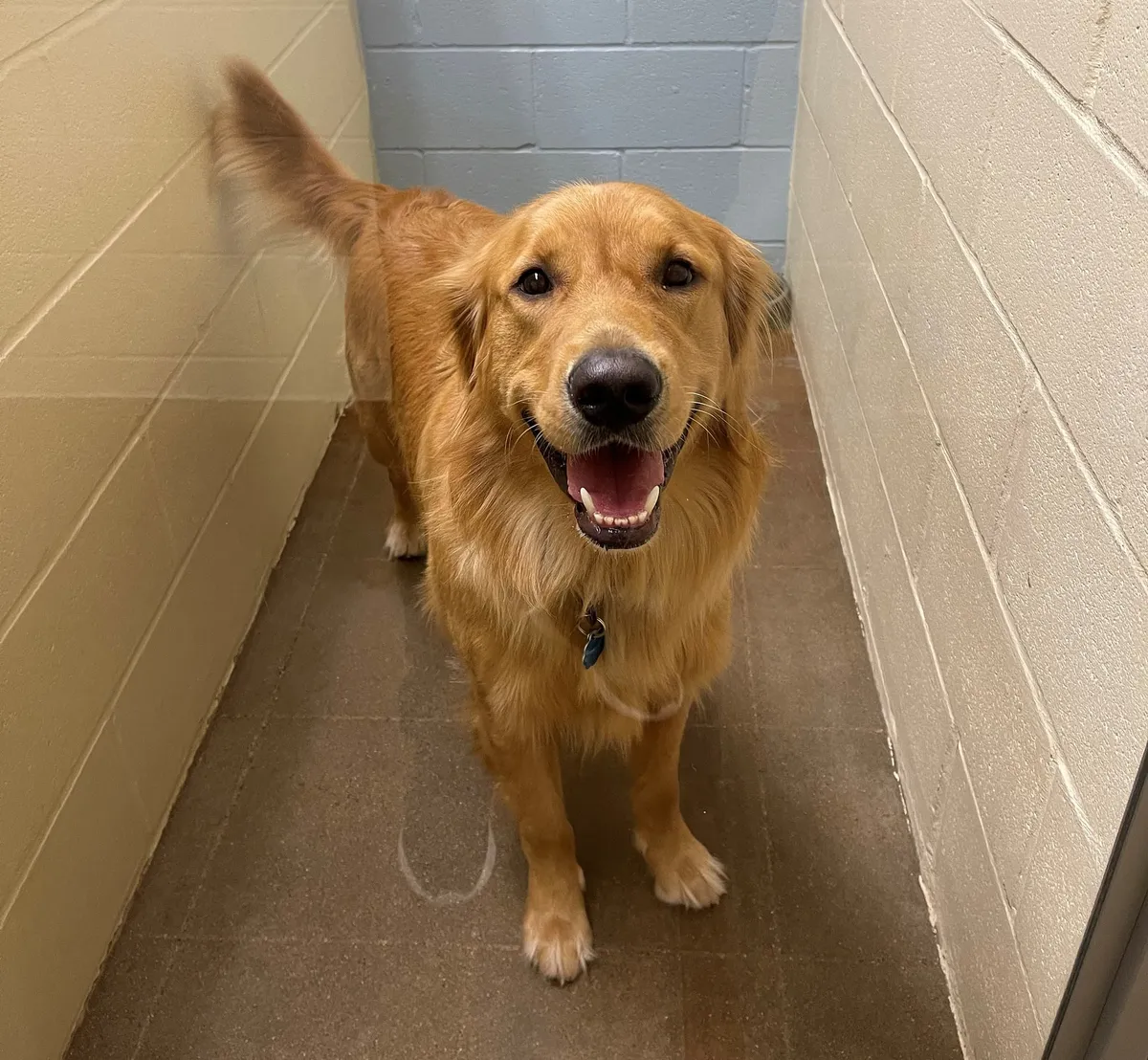 Copeland Road Animal Hospital