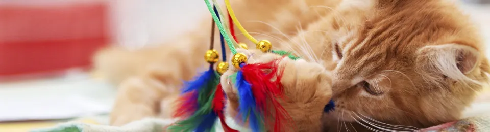 Salzburg Animal Hospital