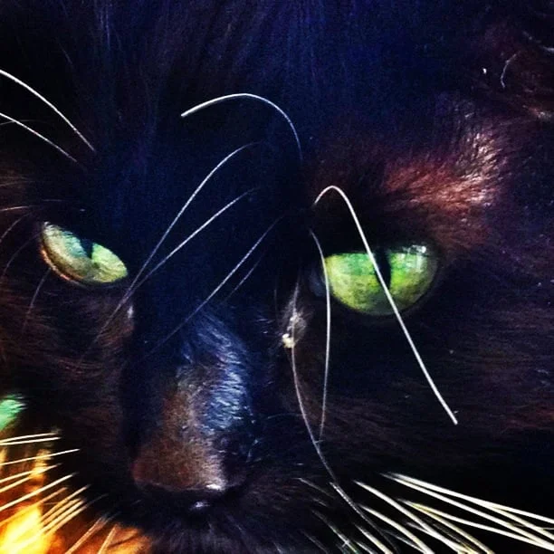 Acadia Veterinary Clinic Ltd