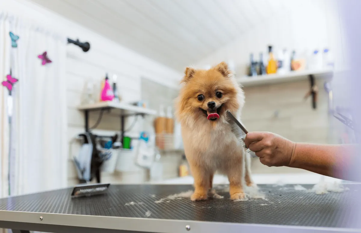 Shampooches Grooming