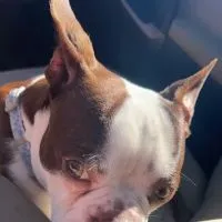 ABC Mobile Veterinary Service