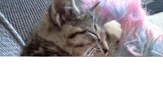 Scottsdale Animal Clinic