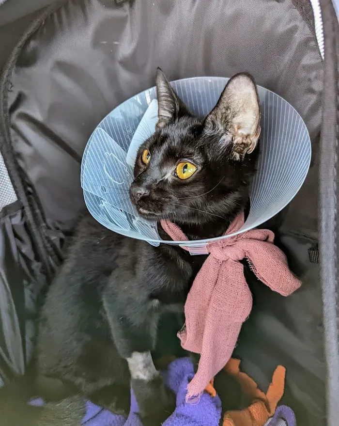 Five Elements Veterinary Specialty