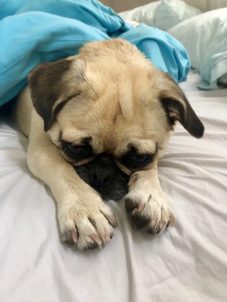 Marina Animal Hospital