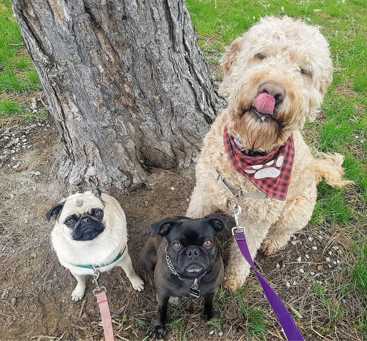 Waggin' Tails with Meg