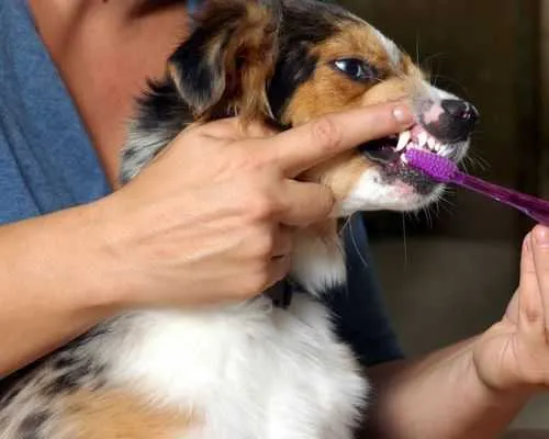 Prairieville Animal Hospital