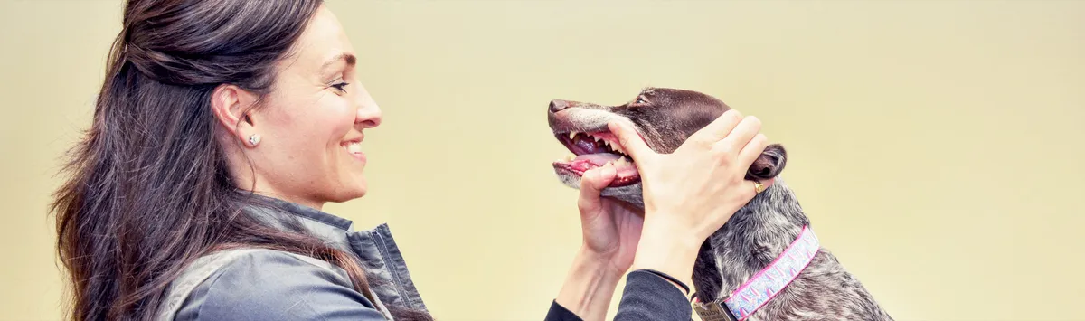 Animal Dental Center