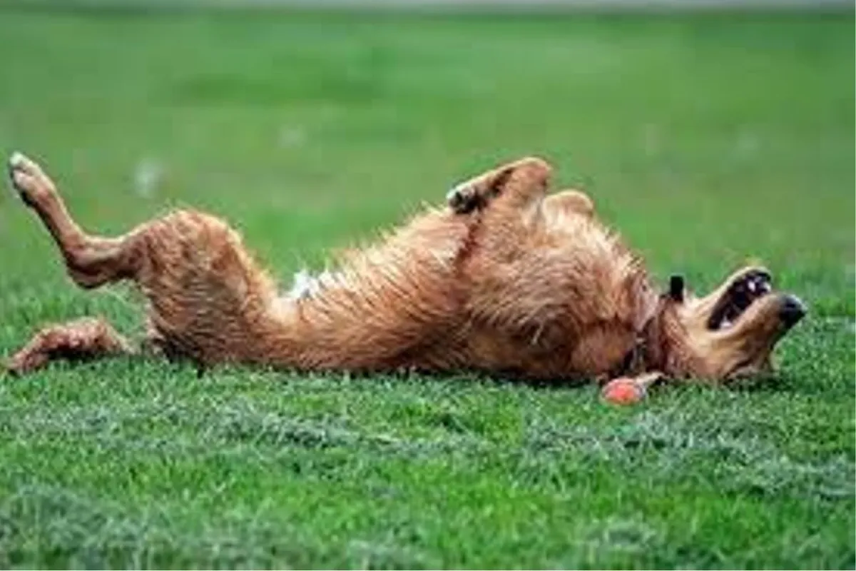 Veterinary Referral Surgical Practice