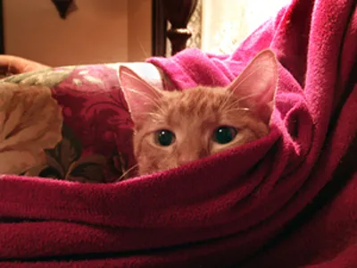 Furry Friends Pet Sitting LLC