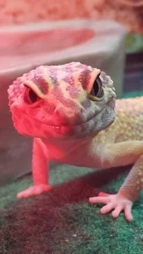 Volunteer Veterinary Clinic