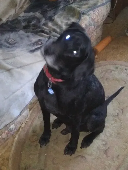 Veterinary Allergy & Dermatlgy