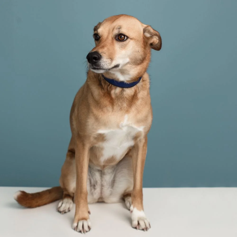 Tierarztpraxis Küsnacht, Zürich