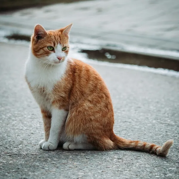 Chico Creek Animal Hospital