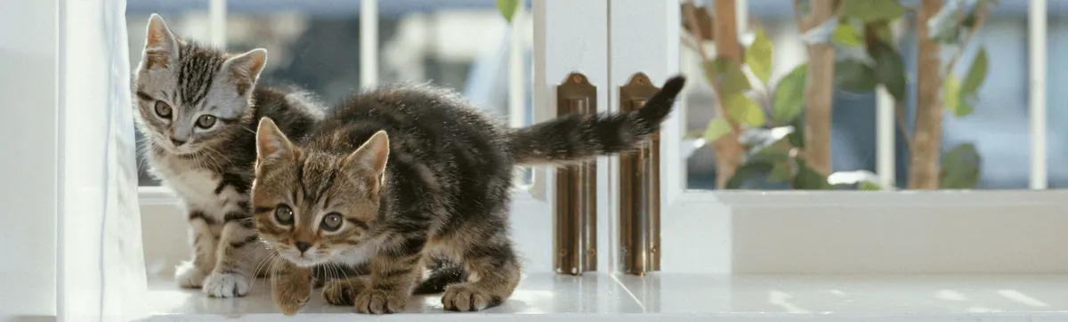 Hanover Animal Hospital