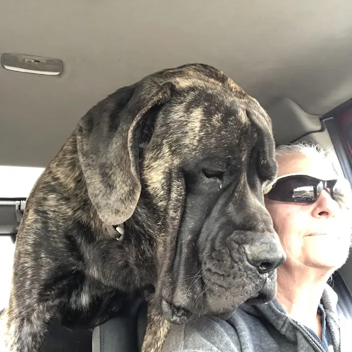 Veterinary Wellness Center of Green