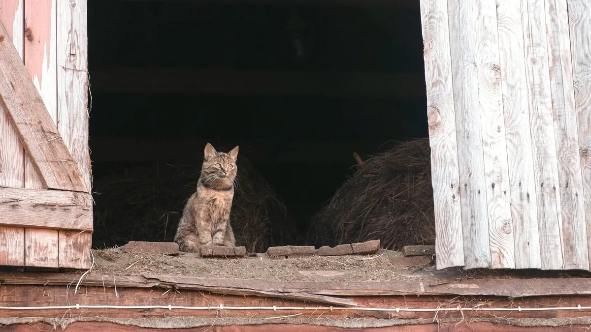 Westridge Animal Hospital