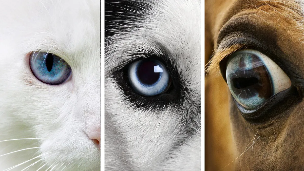 Animal Eye Clinic