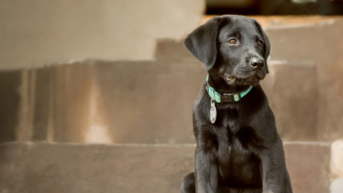 White Rock Veterinary Acupuncture