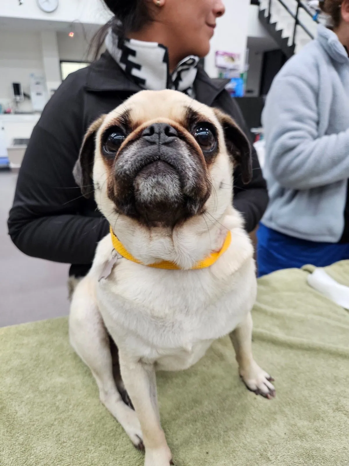 Stitches Veterinary Surgery