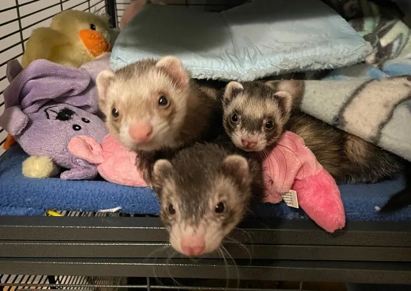 Turkeyfoot Family Pet Center