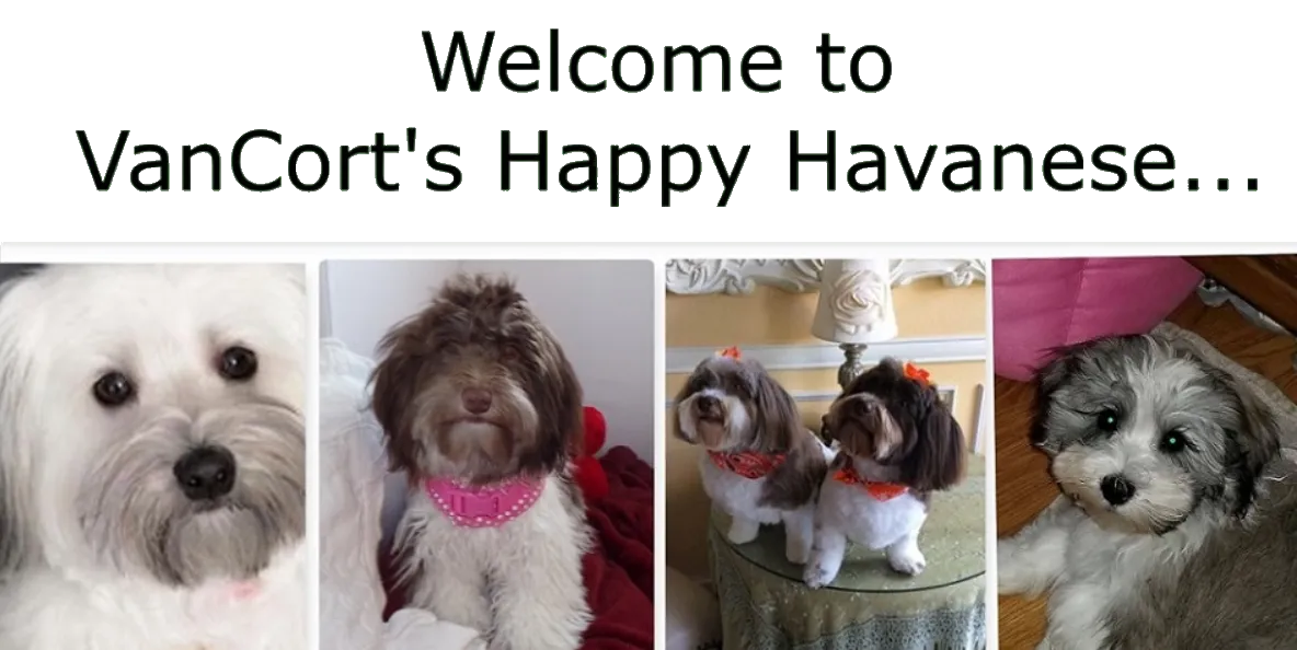 VanCort's Happy Havanese