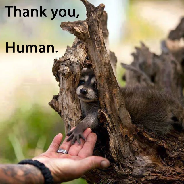 Sunshine Haven Wildlife Rehabilitation