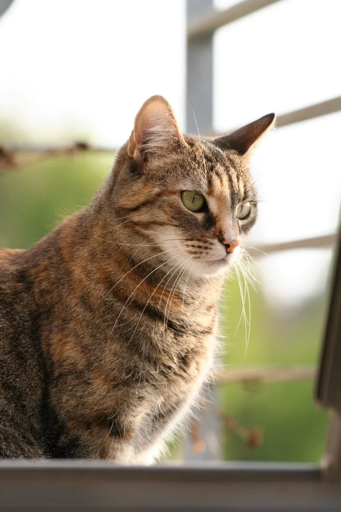 Tierheilpraxis J.Künstler