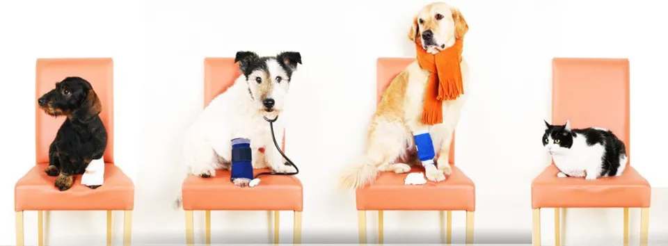 Heart to Home Veterinary Services