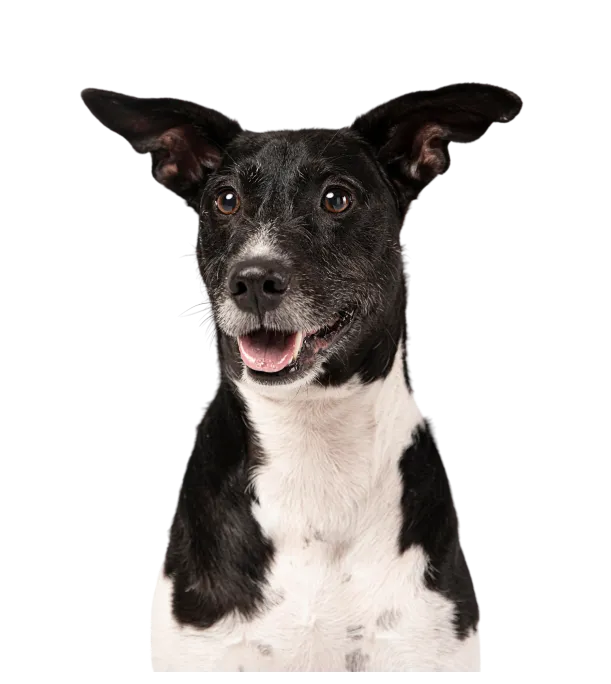 Green Level Animal Hospital