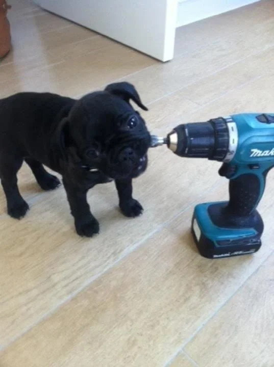 Wiesner Gabriele Dr. Tierärztin