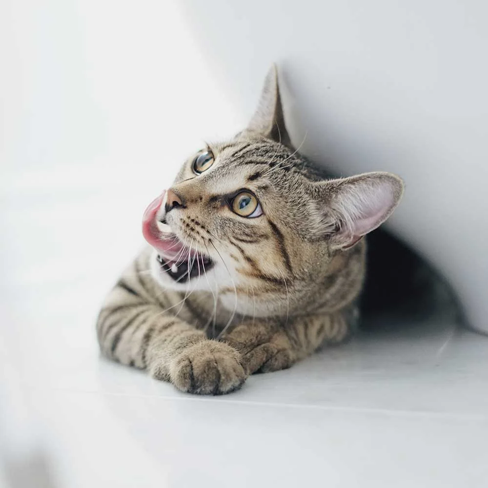 Ponsonby Veterinary Centre