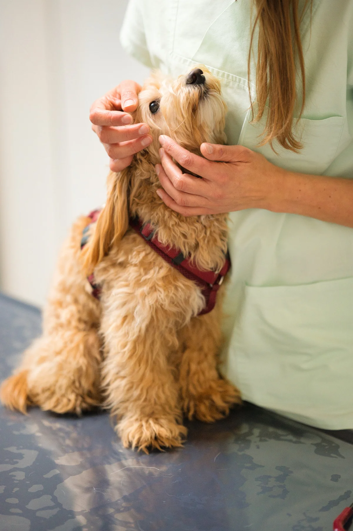 Tiergesundheitszentrum Aggertal