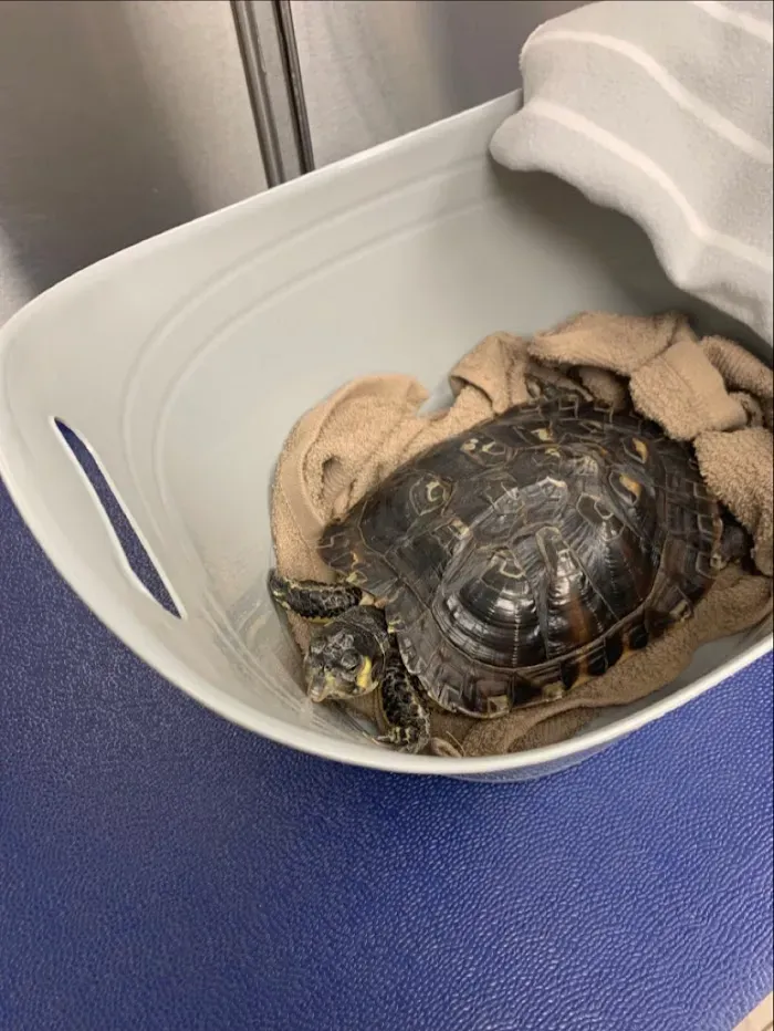 Winter Park Veterinary Hospital