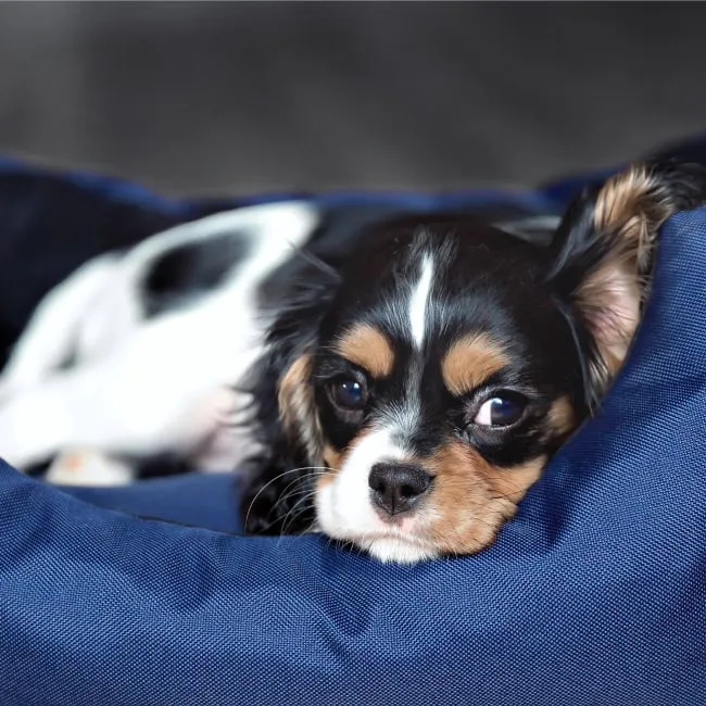 Veterinary Cardiology of Orange County