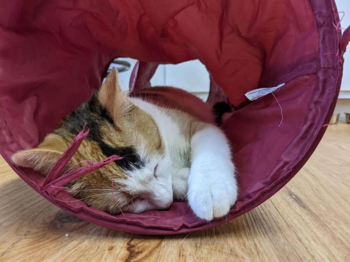 North Main Animal Hospital