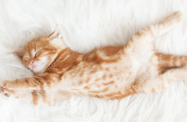 Animal Dental Clinic