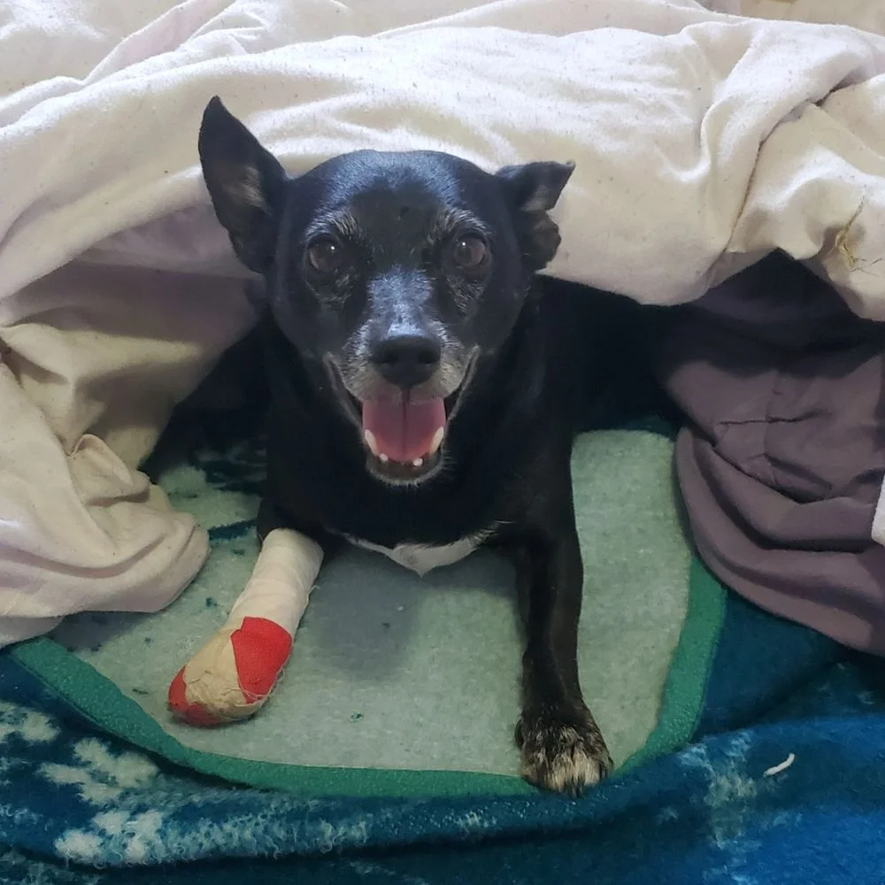 Animal hospital Of Windsor