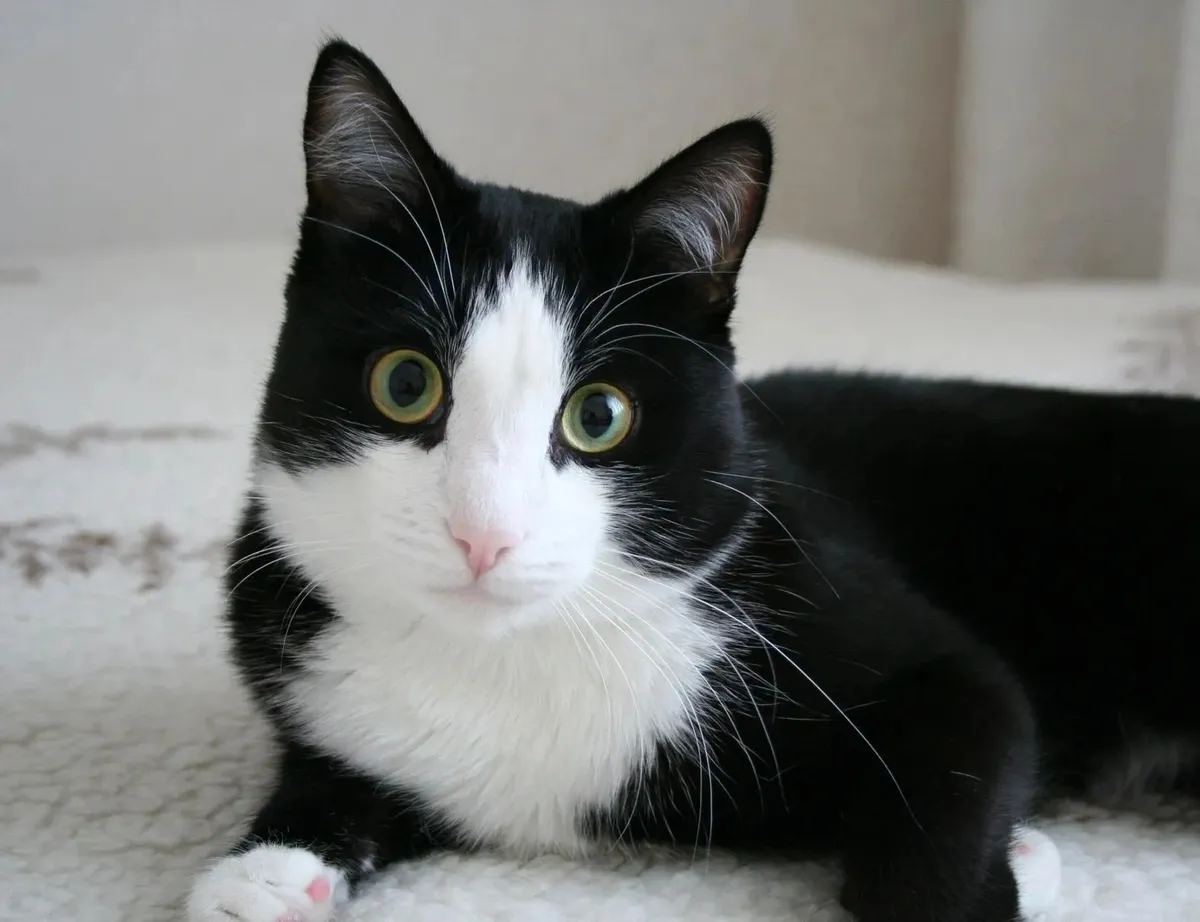 Animal Aid Society Spay and Neuter Center