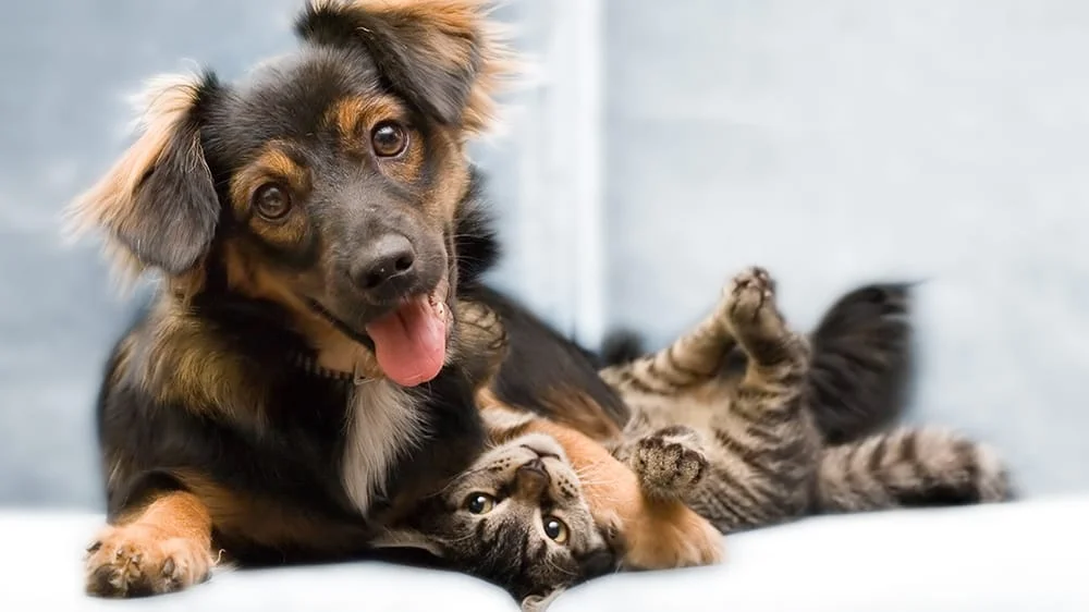 Cross Creek Animal Clinic