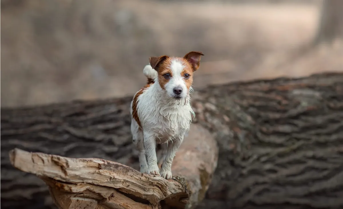 Animal Health Services of Cave Creek