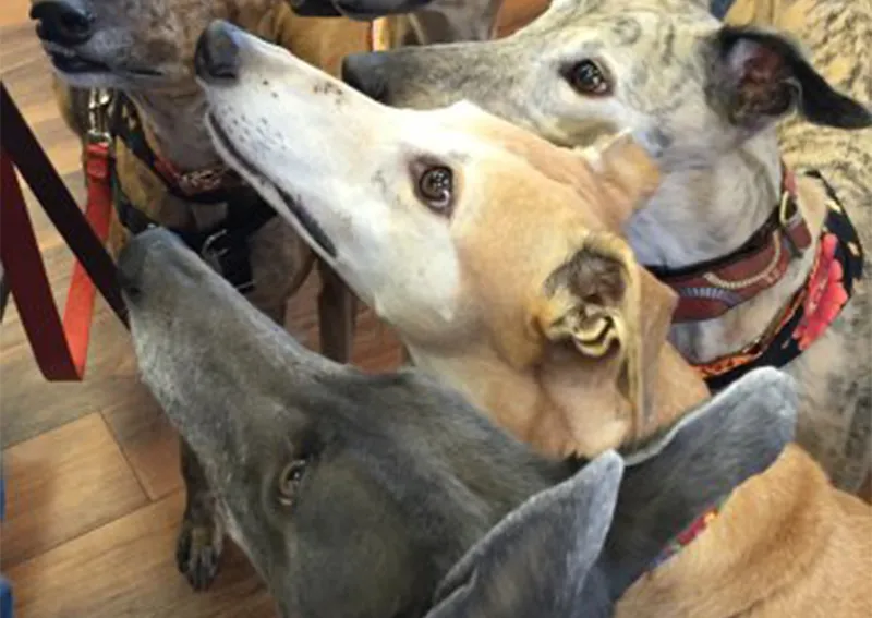 Town and Country Animal Hospital