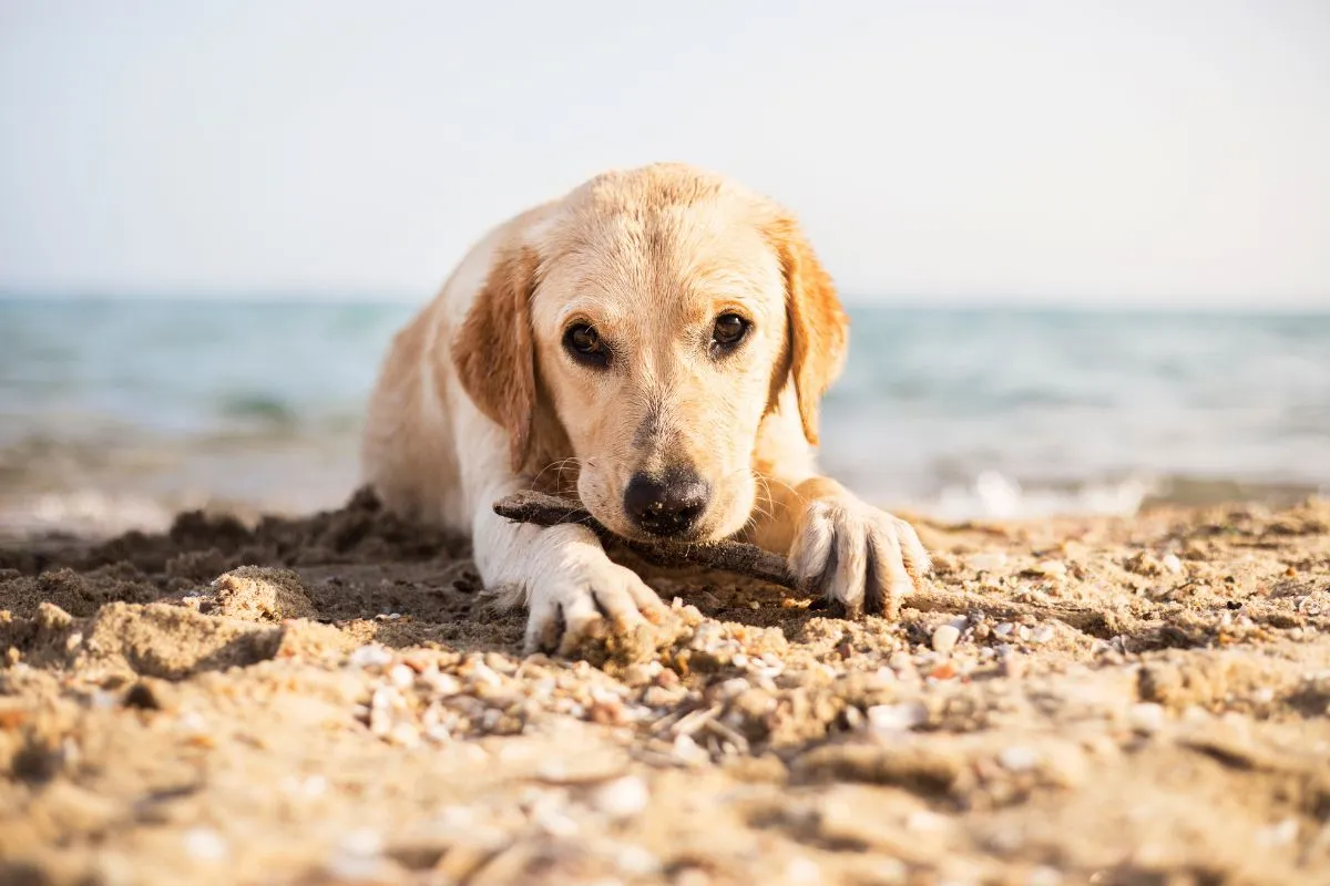 Tama Veterinary Hospital and Urgent Care