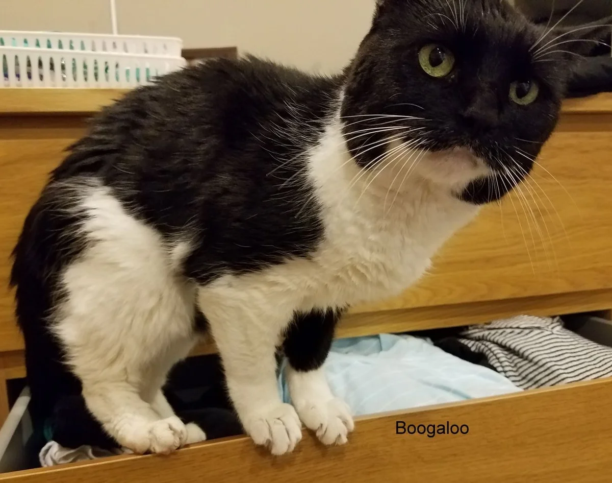 Housecalls For Housecats Veterinary Services