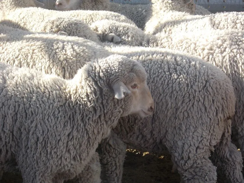 Carrizozo Animal Clinic