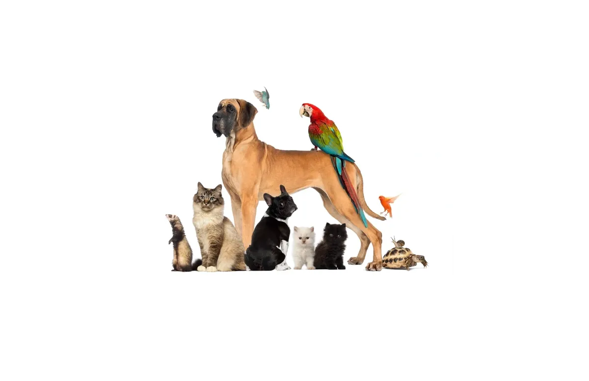 Moon Mobile Veterinary Service