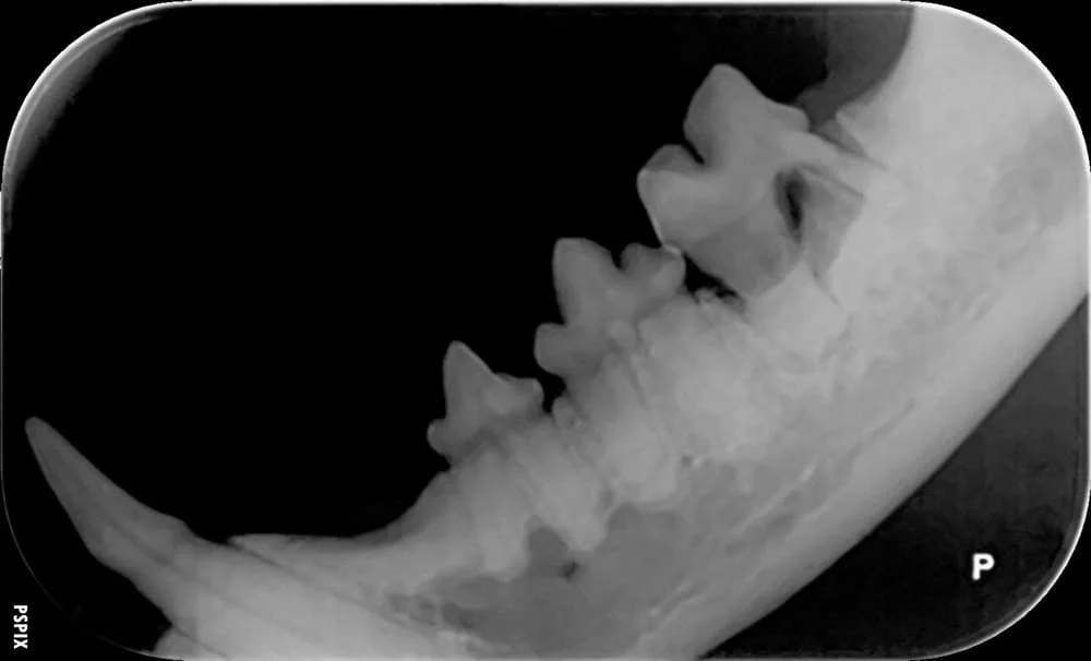 Cambridge Cat Clinic