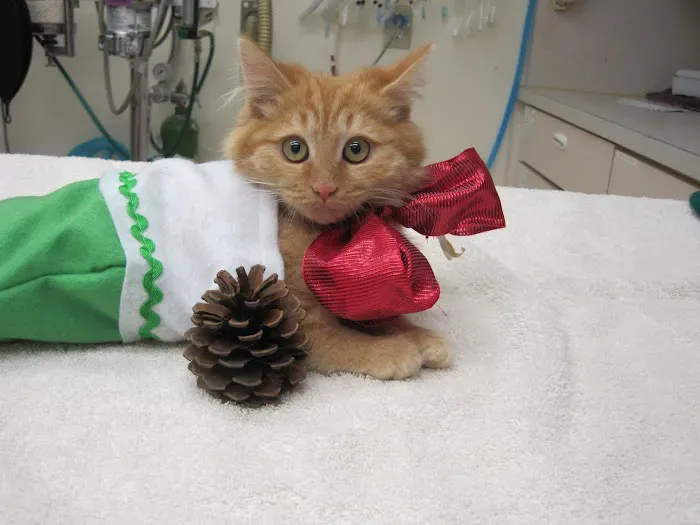 Brea Veterinary Hospital